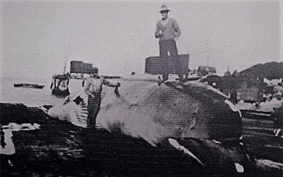 The Story of Whaling and Beacon Island