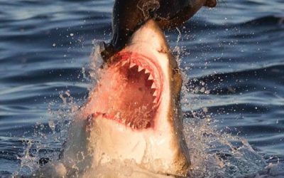 The Modern History of the South African Great White Shark