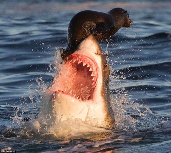 The Modern History of the South African Great White Shark